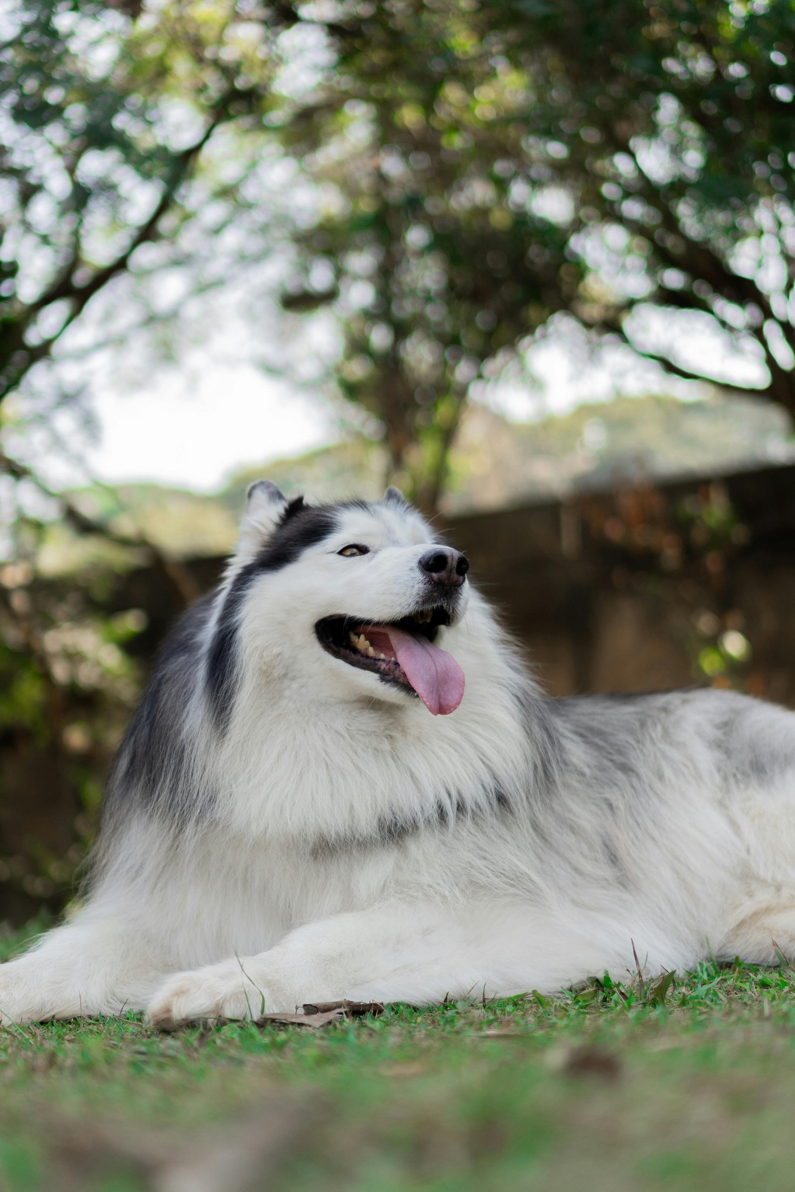 Happy dog relaxing after countryside daycare at The Cockney Spaniels London