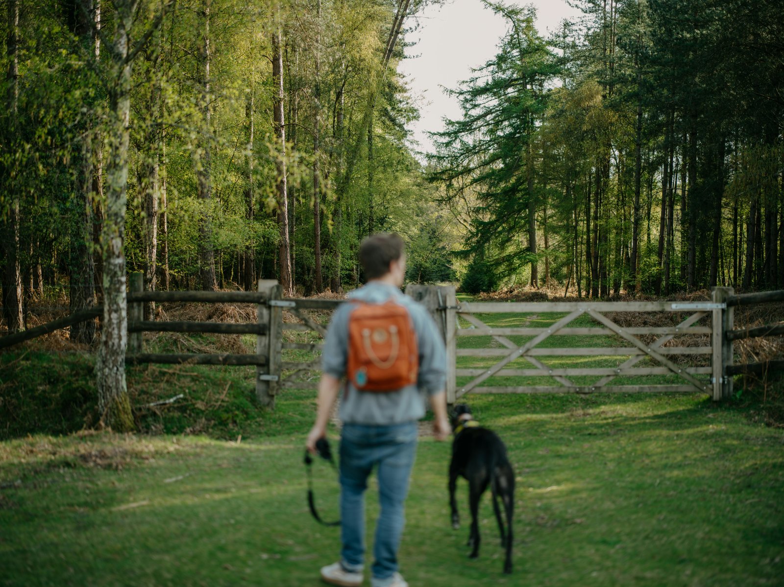 Gentle trial session introduction for new dogs joining The Cockney Spaniels daycare Chelsea