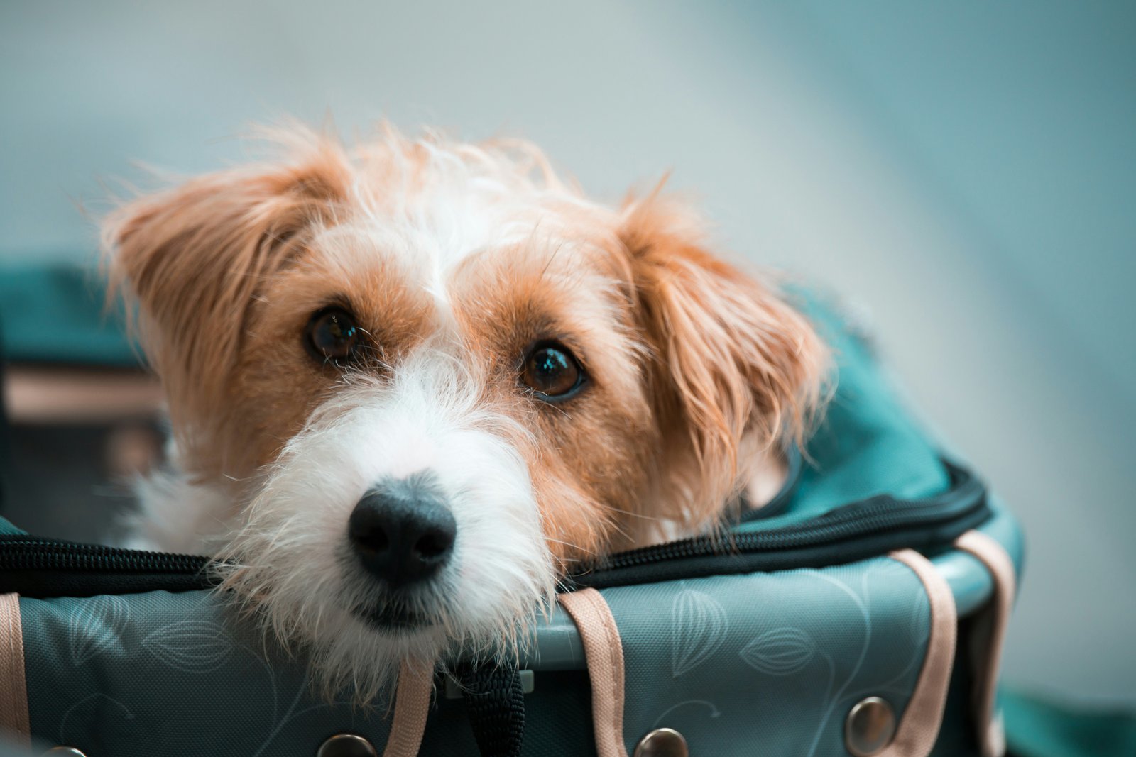 Professional luxury pet transport service with happy dog traveling comfortably
