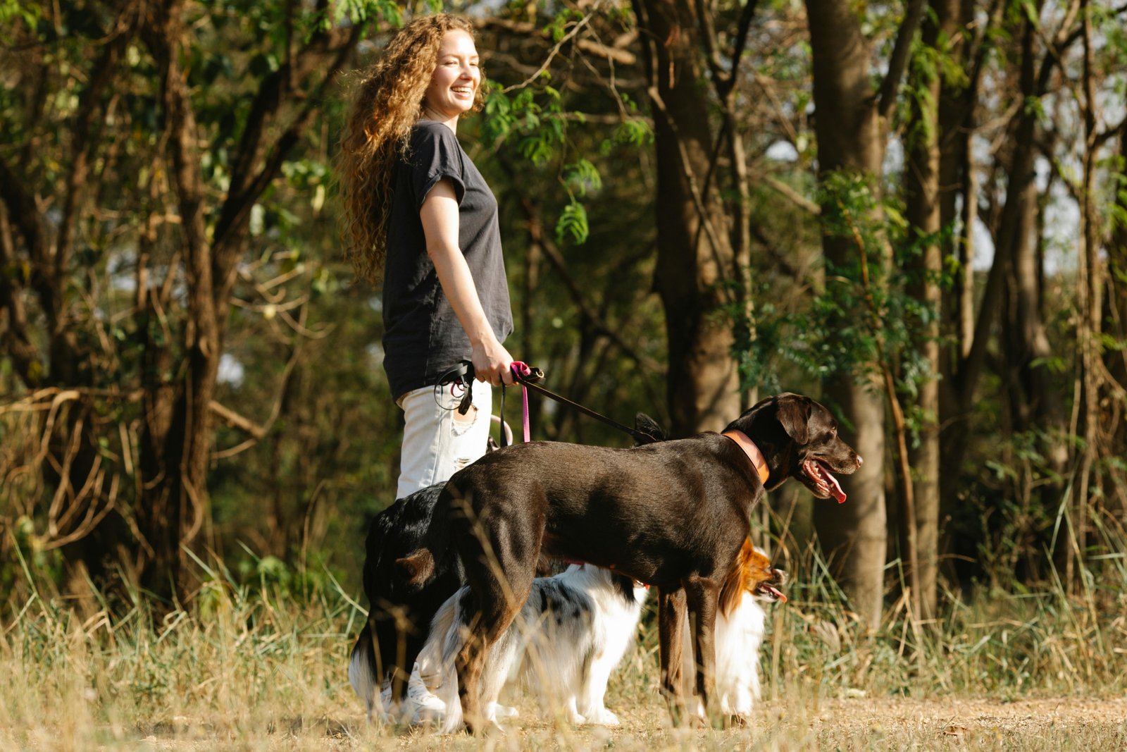 Professional dog walking service in Chelsea Fulham Battersea with pickup and drop-off